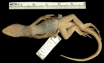 Media type: image;   Herpetology R-10931 Aspect: ventral